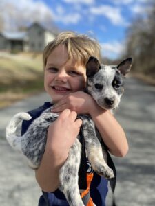 Blue Heeler Puppies