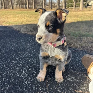 Blue Heeler Puppies