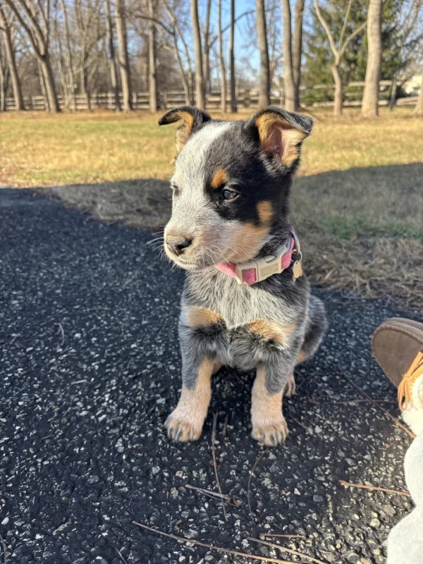 Blue Heeler Puppies