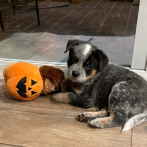 (Rescue) Female Blue Heeler Puppies