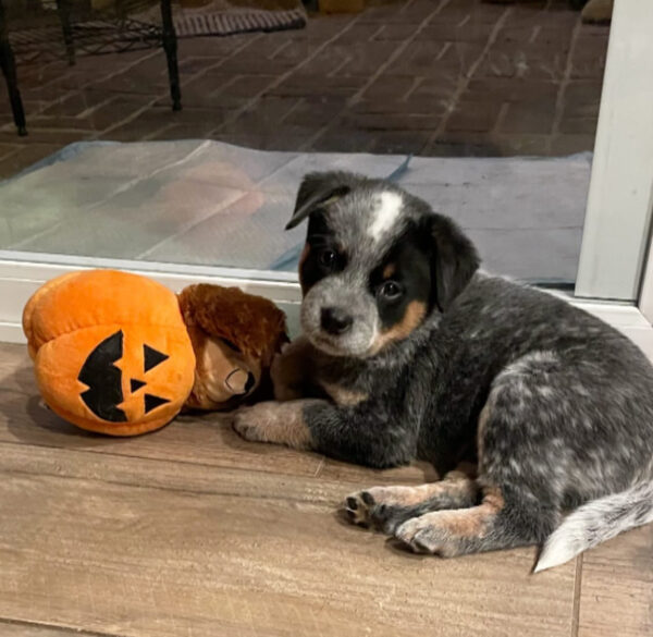 (Rescue) Female Blue Heeler Puppies