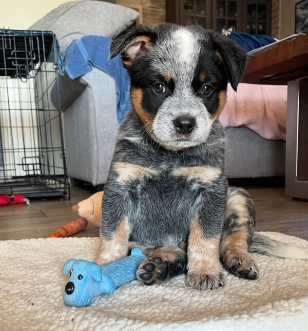 (Show Quality) Female Blue Heeler Puppies
