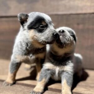 Male Blue Heeler Puppies