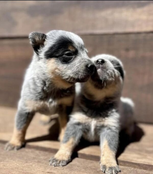 Male Blue Heeler Puppies