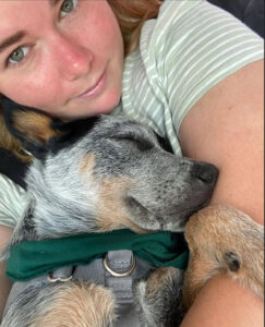 Blue Heeler Puppies