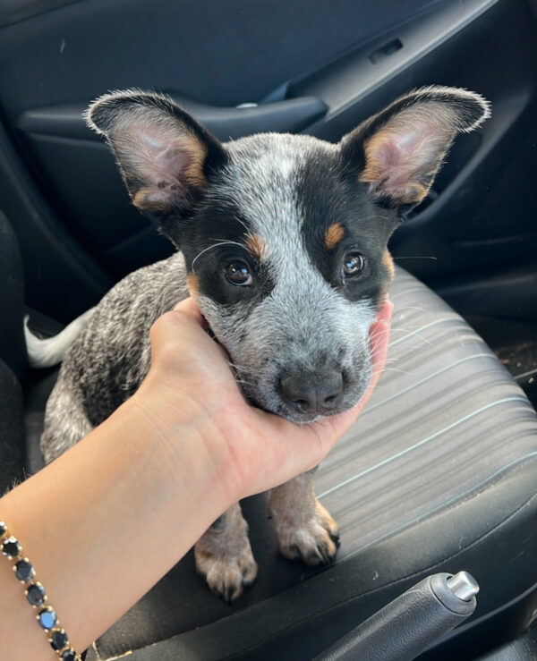 (Trained) Male Blue Heeler Puppies