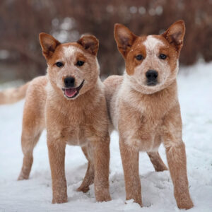 Red Heeler Puppies