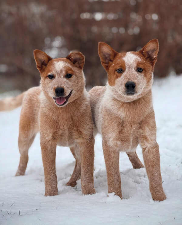 Red Heeler Puppies