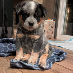 George (Show Quality) Male Blue Heeler Puppy