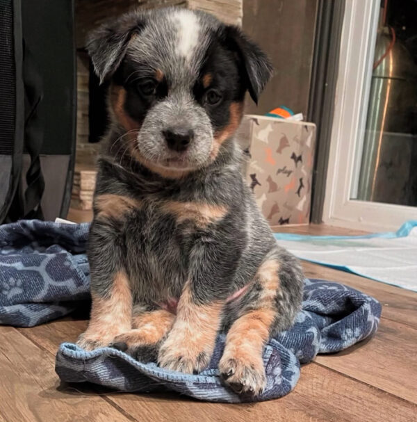 George (Show Quality) Male Blue Heeler Puppy