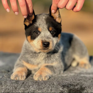 maya (trained) female blue heelers for sale near me