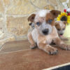 female (trained) red heeler puppies