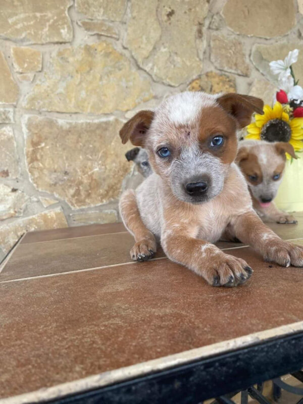 female (trained) red heeler puppies