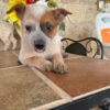 female (trained) red heeler puppies