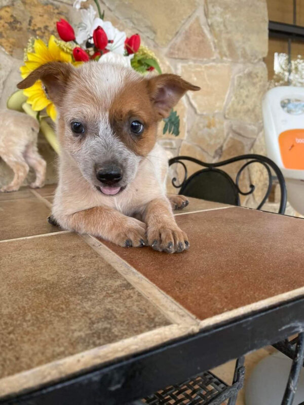 female (trained) red heeler puppies