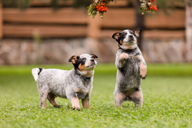 Blue Heeler Puppies
