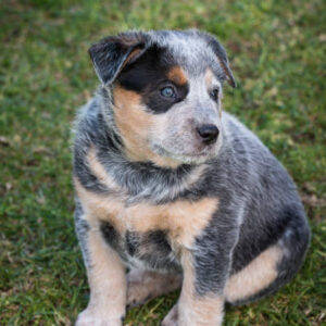 (Rescue) Male Blue Heeler Puppies