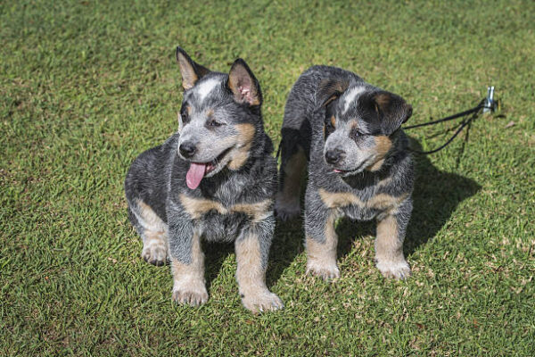 (maya & george) blue heeler puppies