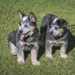 (Maya & George) Blue Heeler Puppies