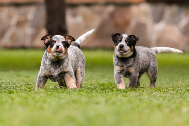 Blue Heeler Puppies USA