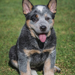 Female Blue Heeler Puppies