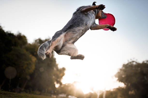 Blue Heeler Puppies