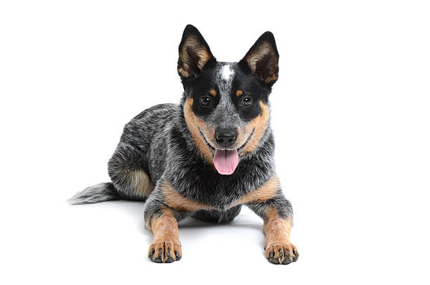 Heeler Puppies