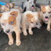 Female-(Trained) Red Heeler Puppies