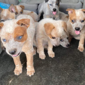 Female-(Trained) Red Heeler Puppies
