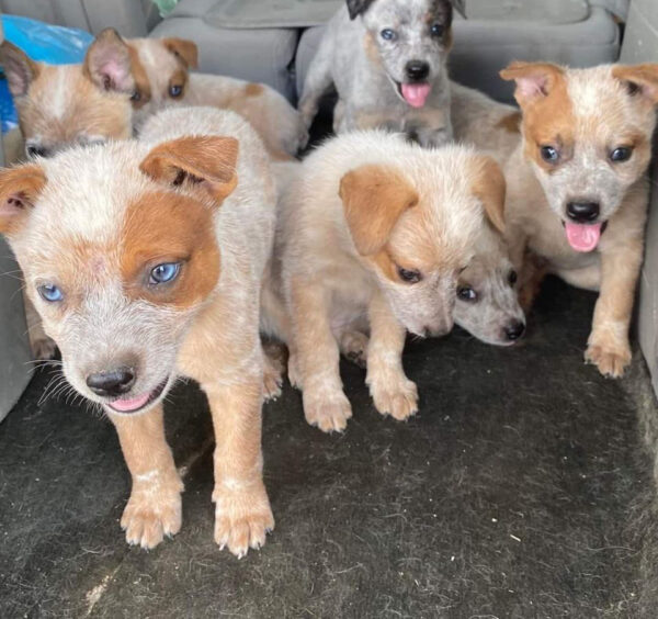 Female-(Trained) Red Heeler Puppies